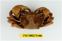 藏品(圓額新脹蟹)的圖片